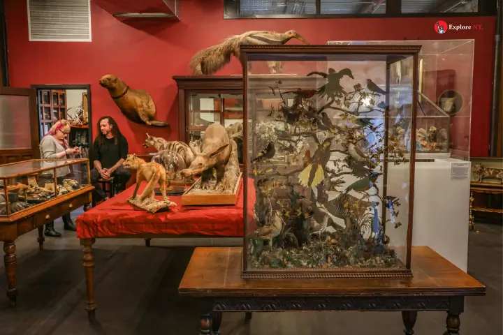 Visit the Morbid Anatomy Museum