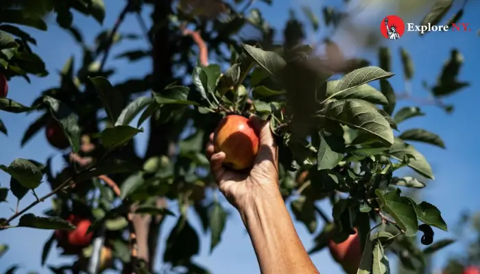 Apple Picking