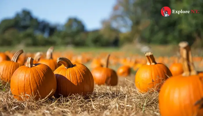 Go Pumpkin Picking