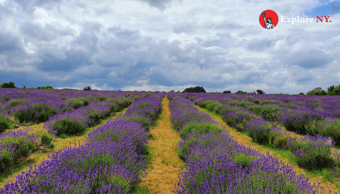 Lavender Farm In Full Bloom