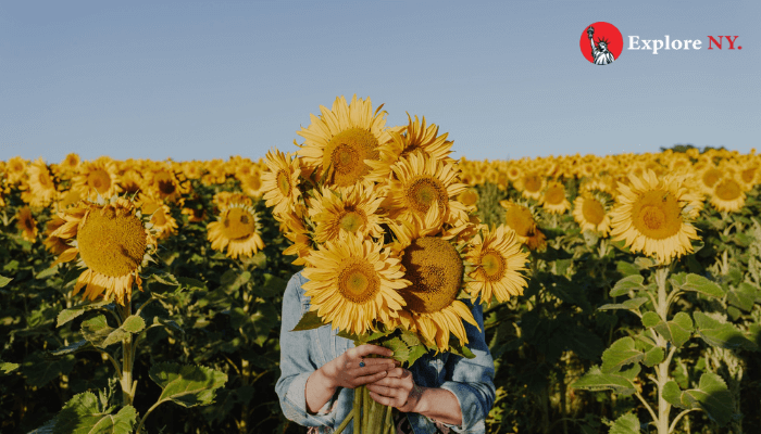 Sunflower Picking