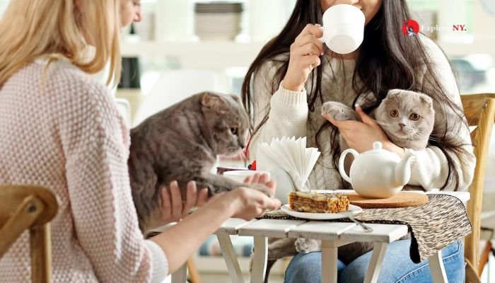 Have a Coffee and Kitty Date