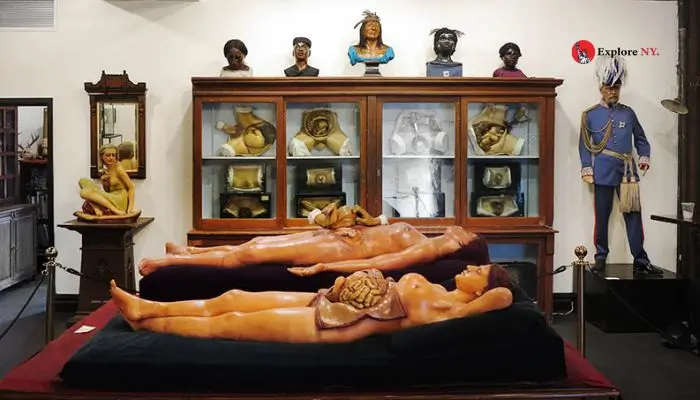 The Morbid Anatomy Museum