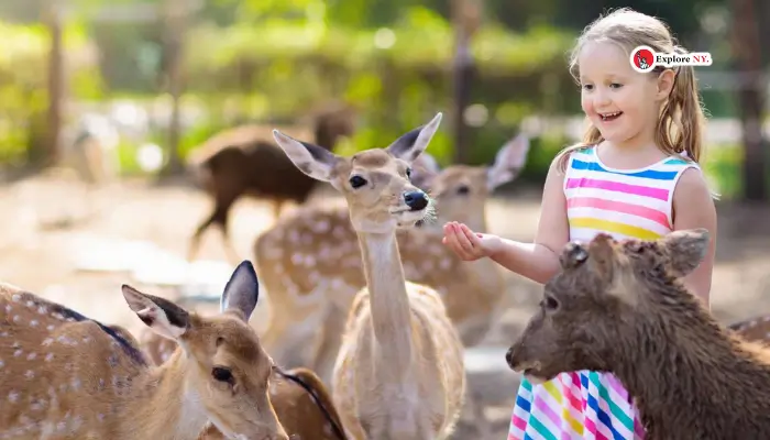 NYC Wild Creatures in Zoo for Toddlers and Kids