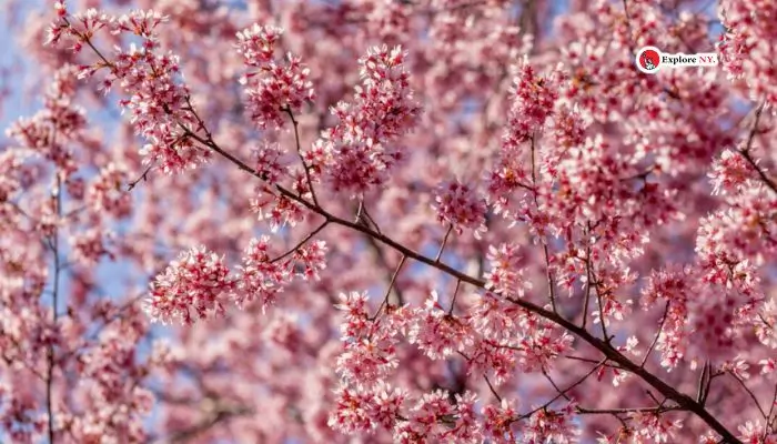 See the Cherry Blossoms in Spring